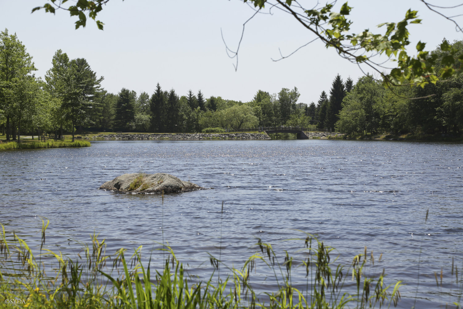 Nature Image