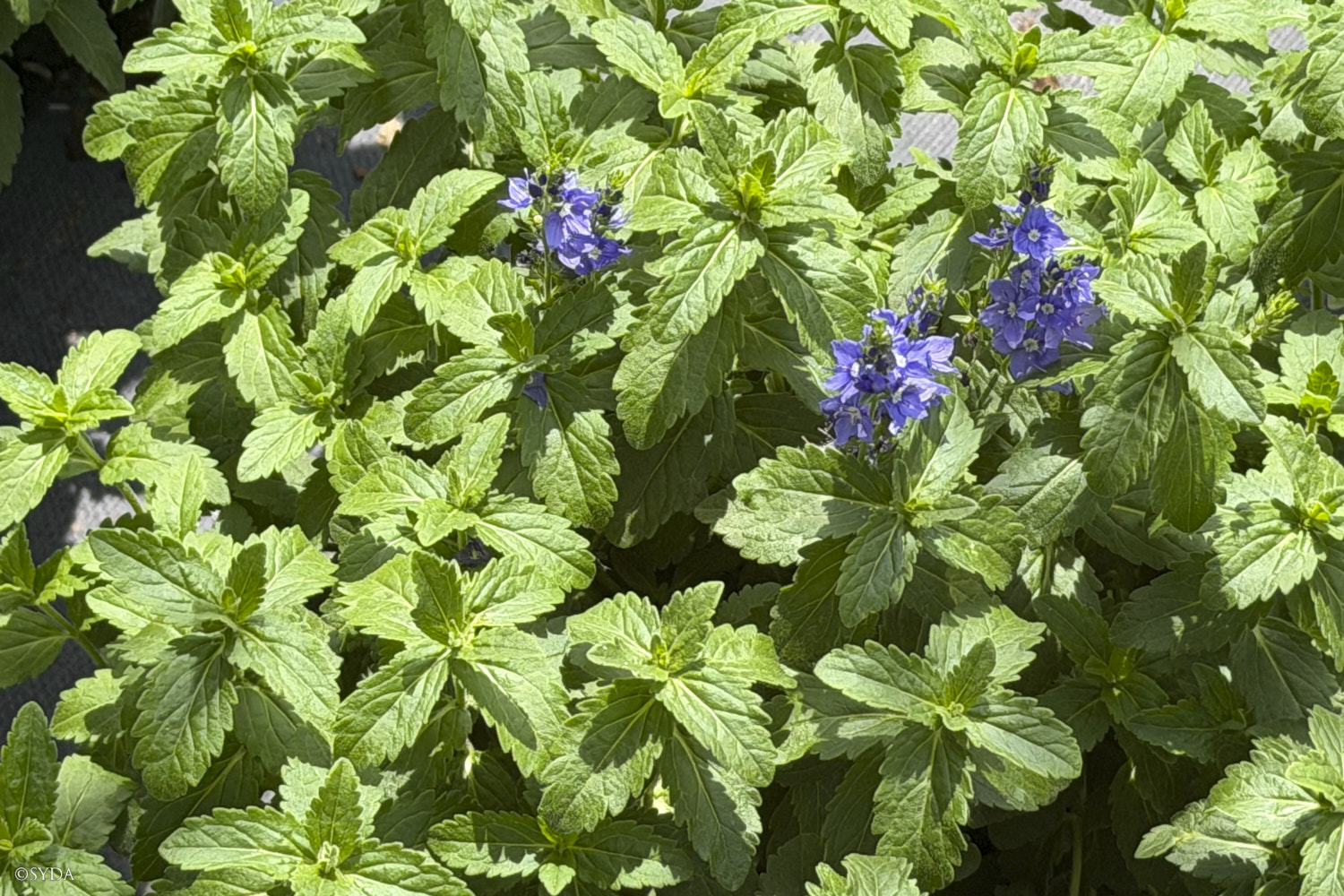 Nature Image