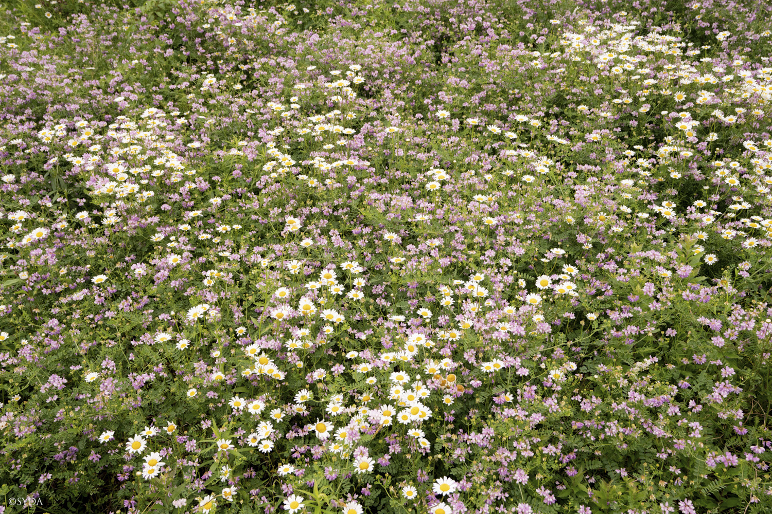 Nature Image