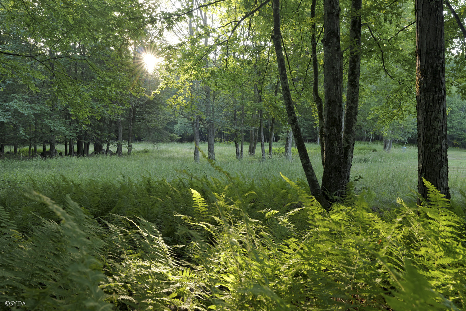 Nature Image
