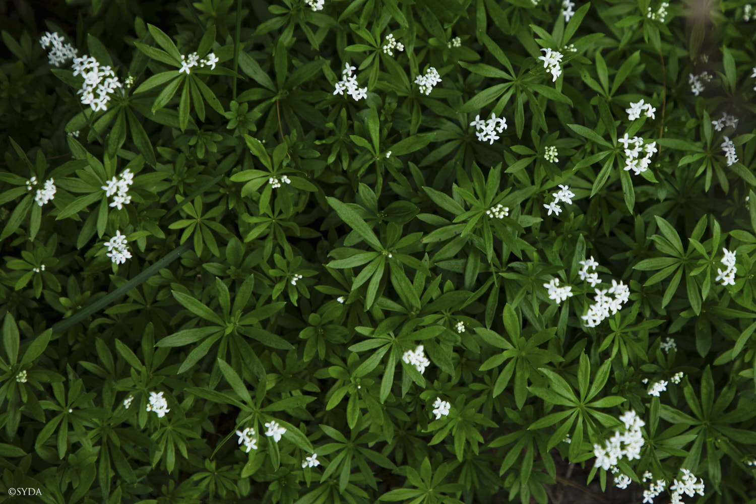 Nature Image