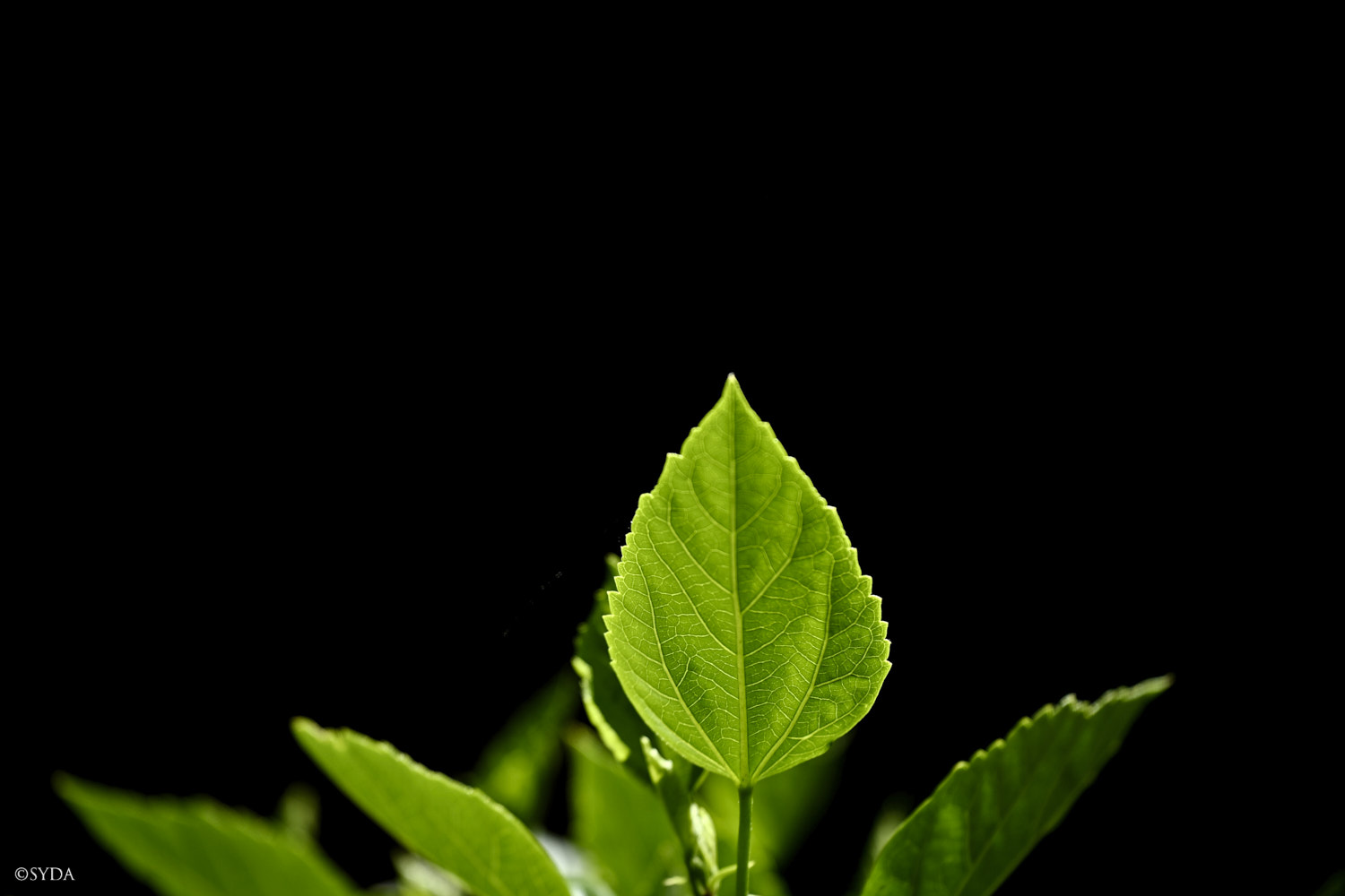 Nature Image