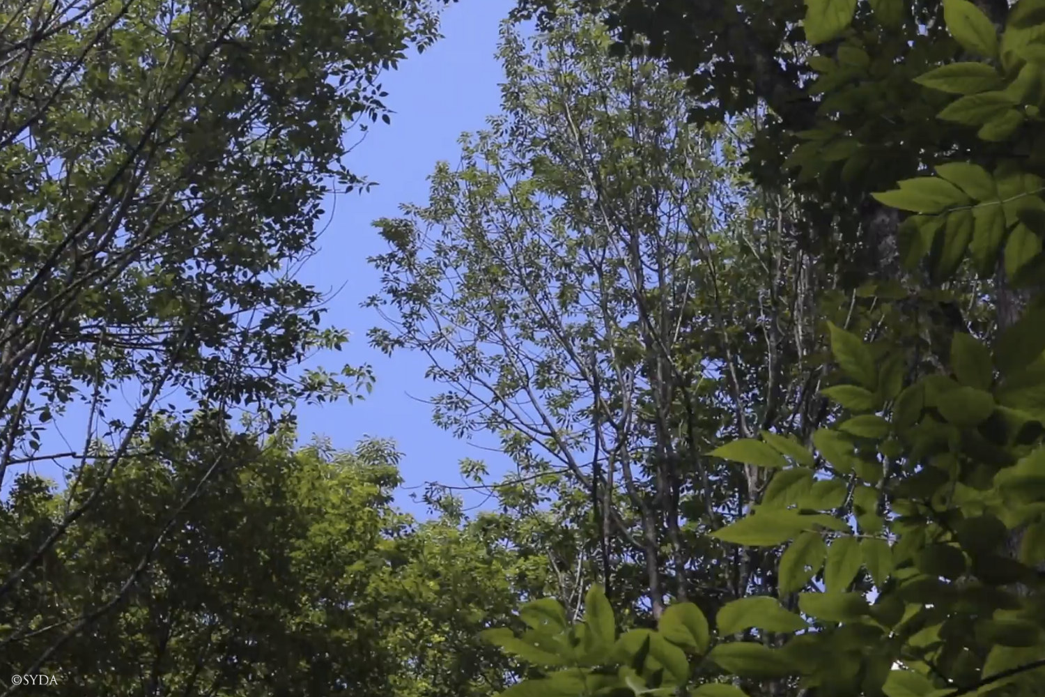 Nature Image