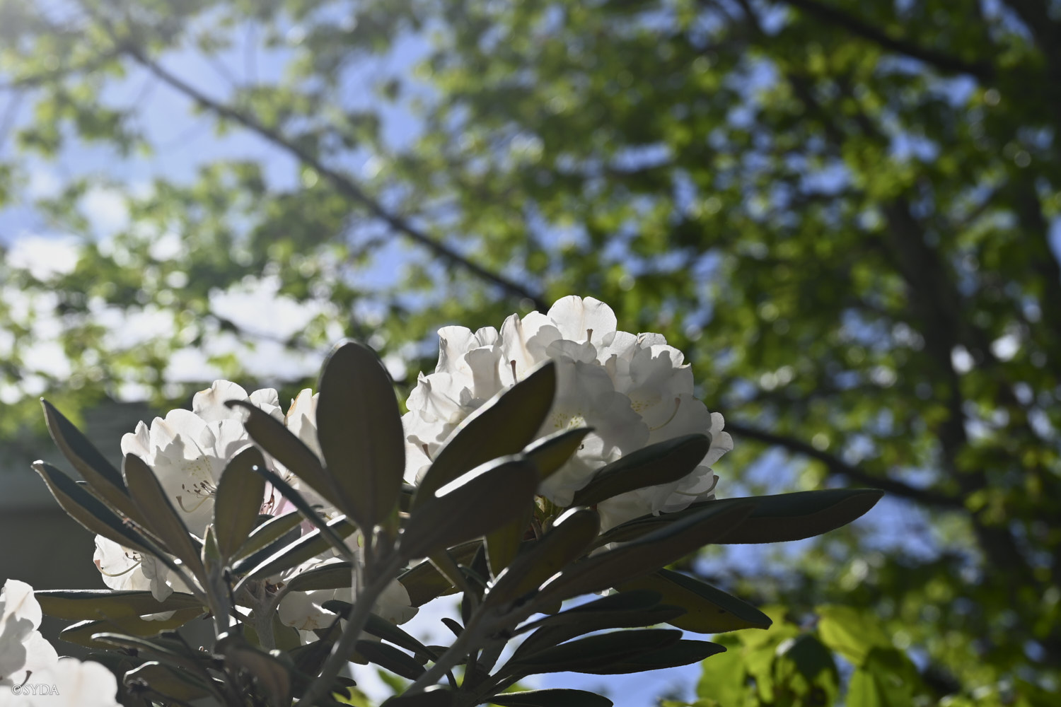 Nature Image