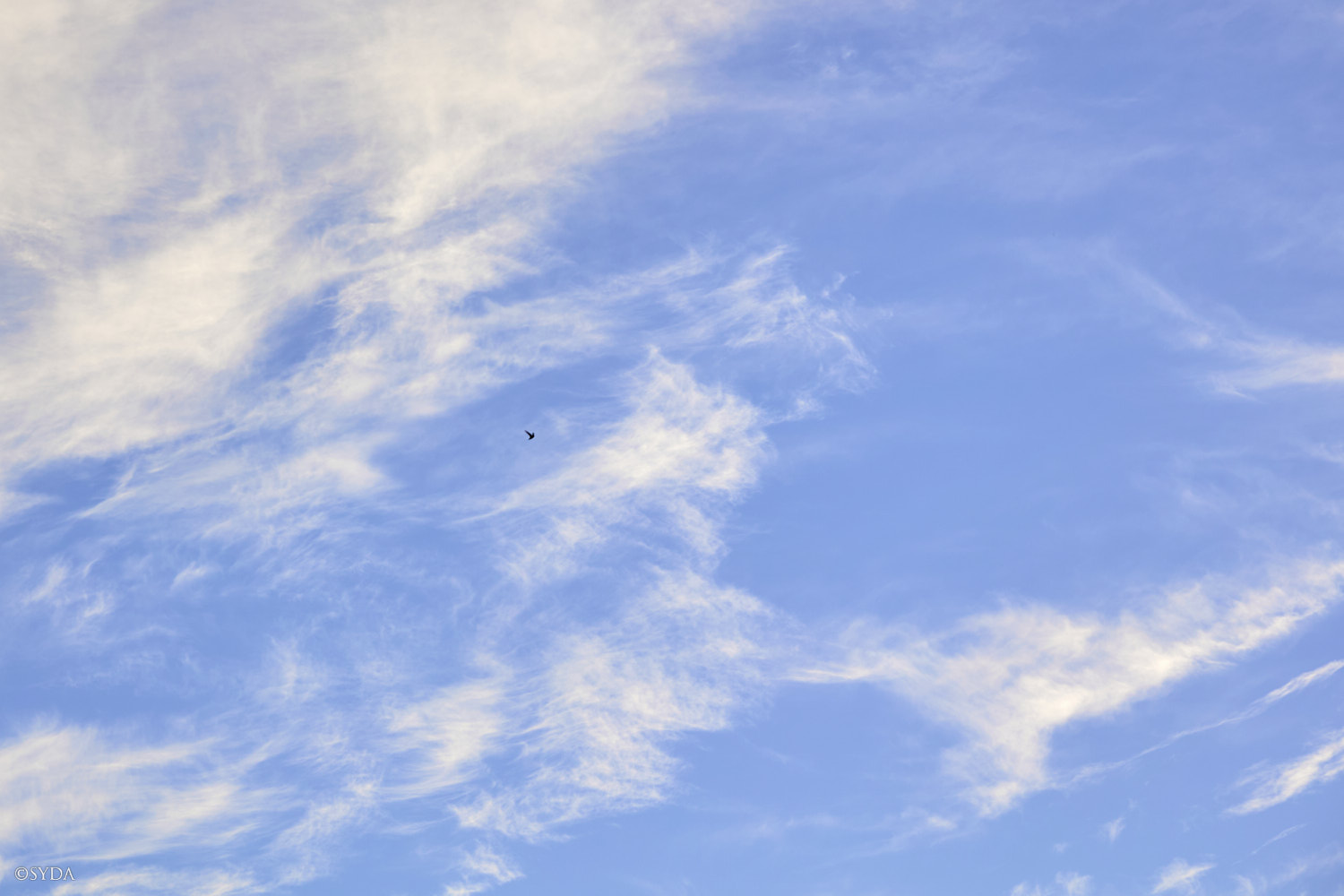 Nature Image
