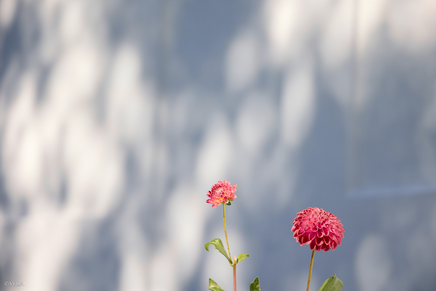 Nature Image