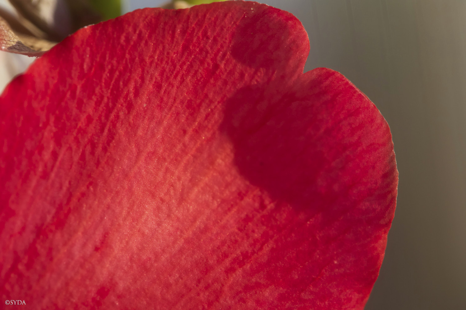 Nature Image