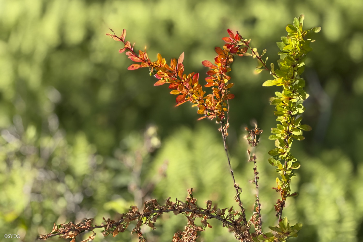 Nature Image