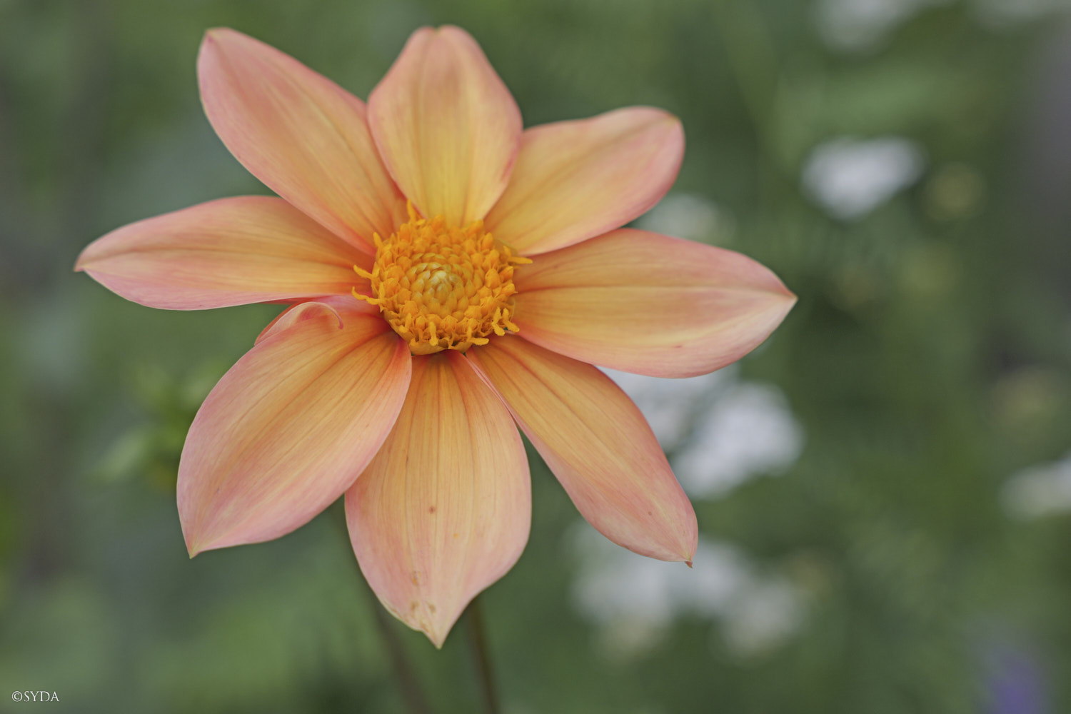 Nature Image