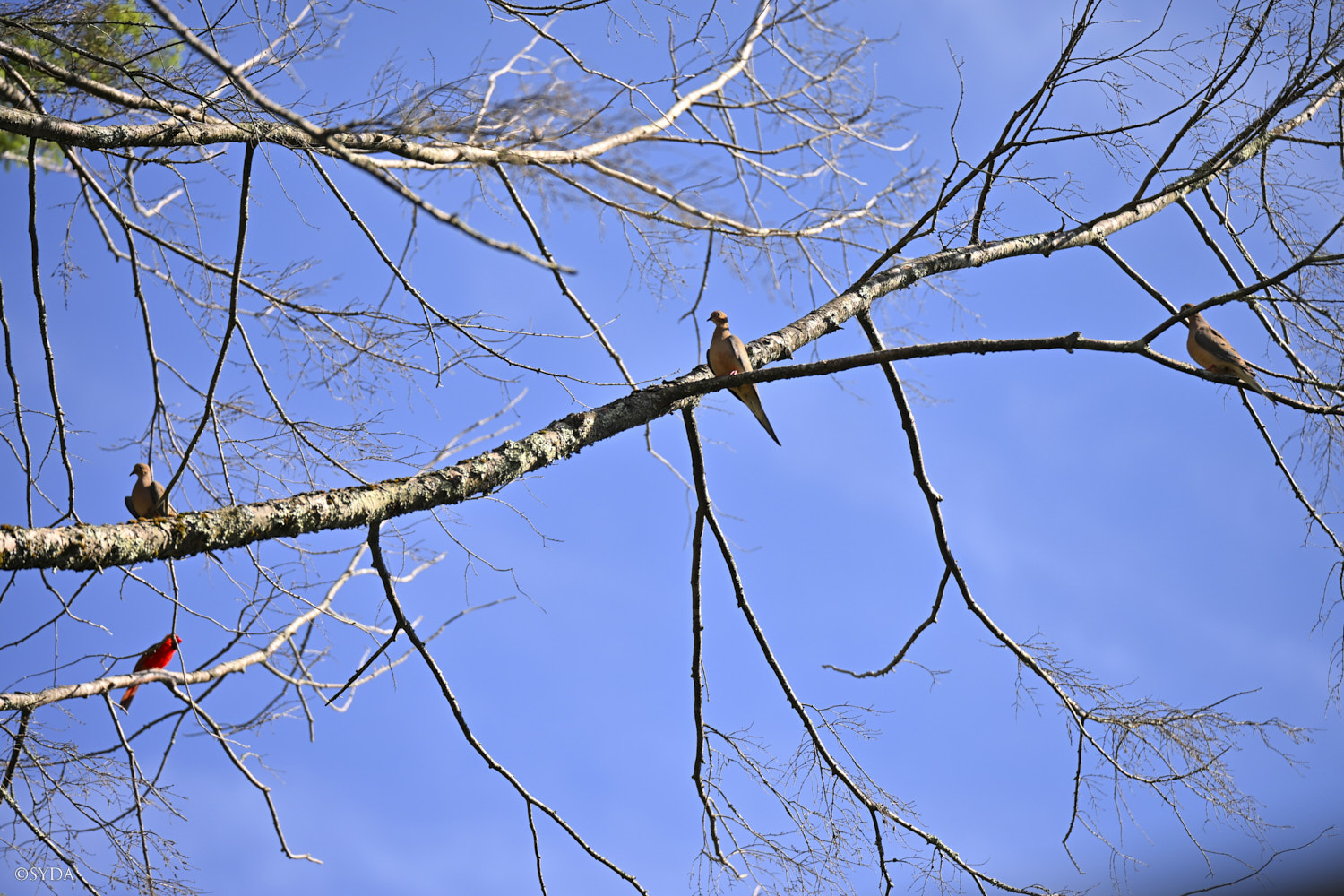 Nature Image