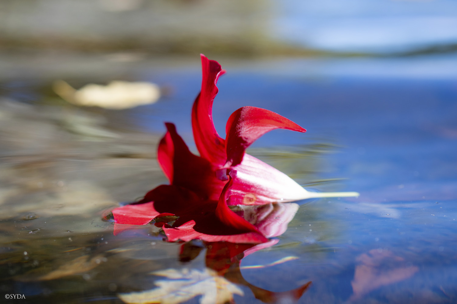 Nature Image
