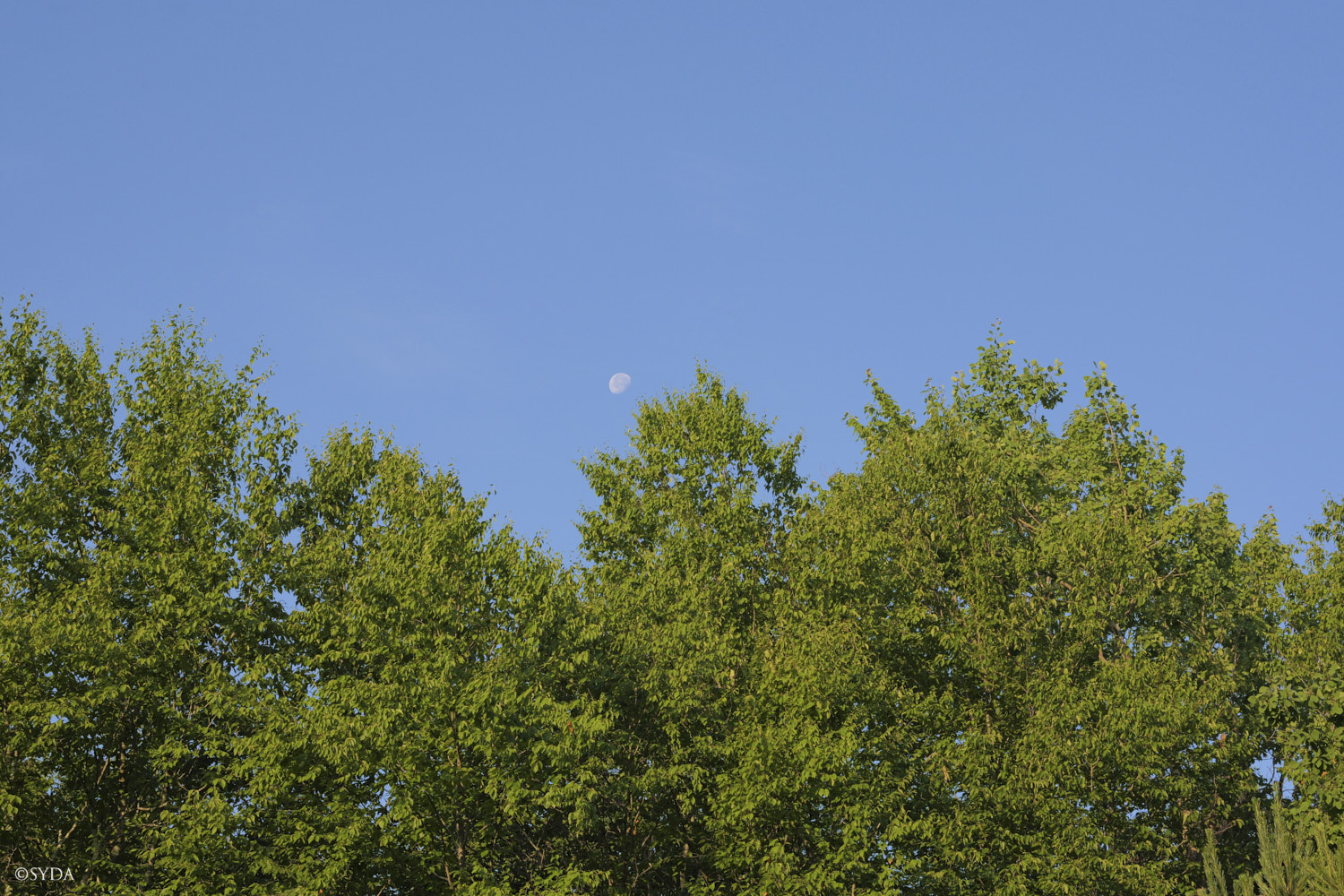 Nature Image