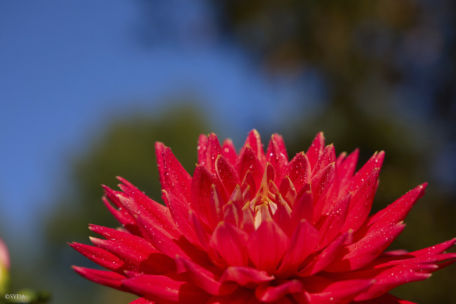 Nature Image