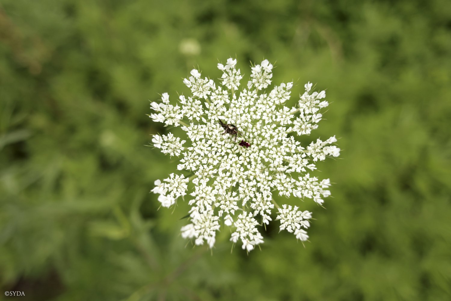 Nature Image