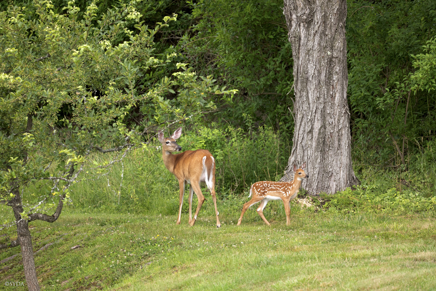 Nature Image