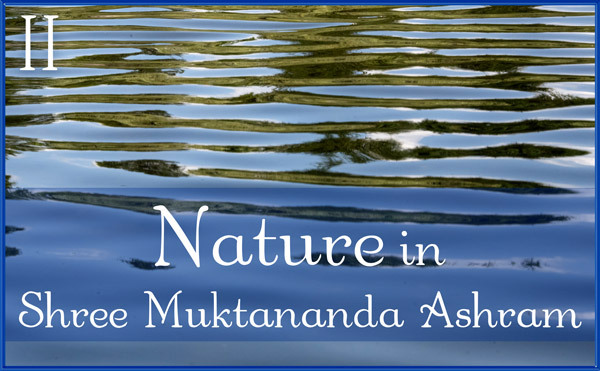 Nature Gallery II in July in Shree Muktananda Ashram
