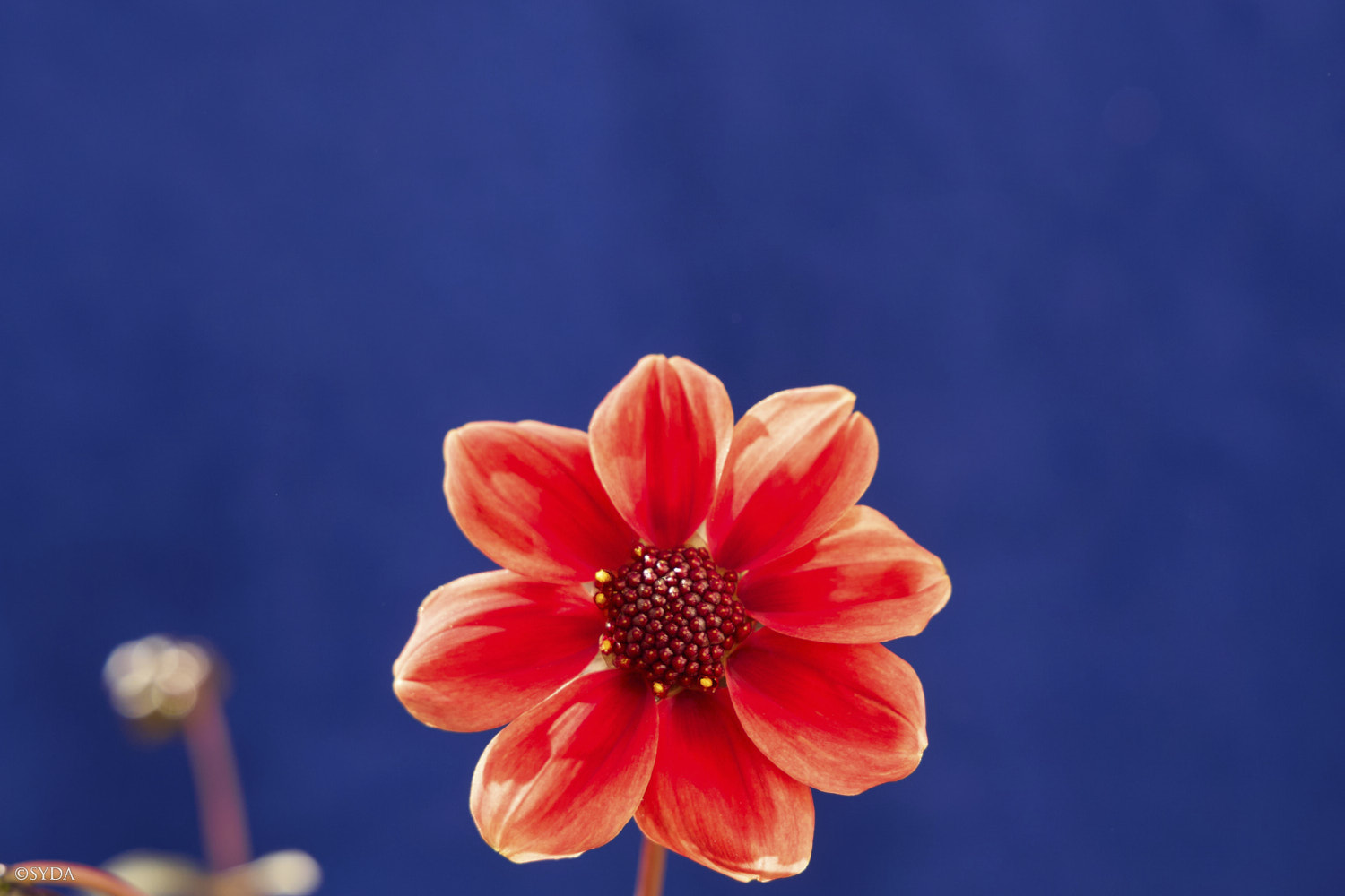 Nature Image