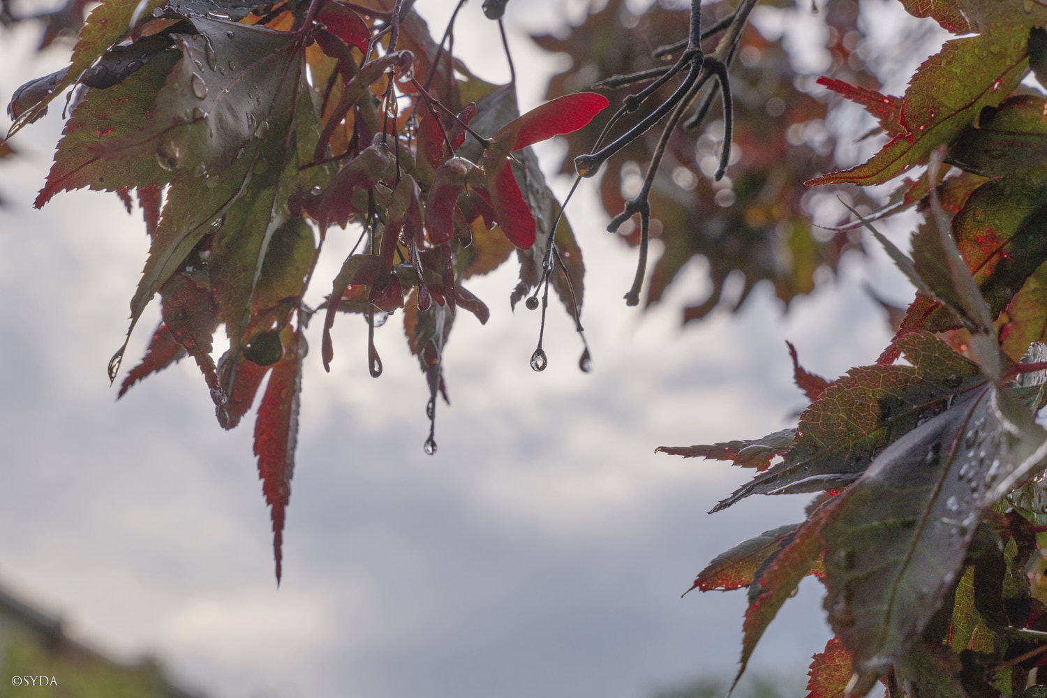 Nature Image