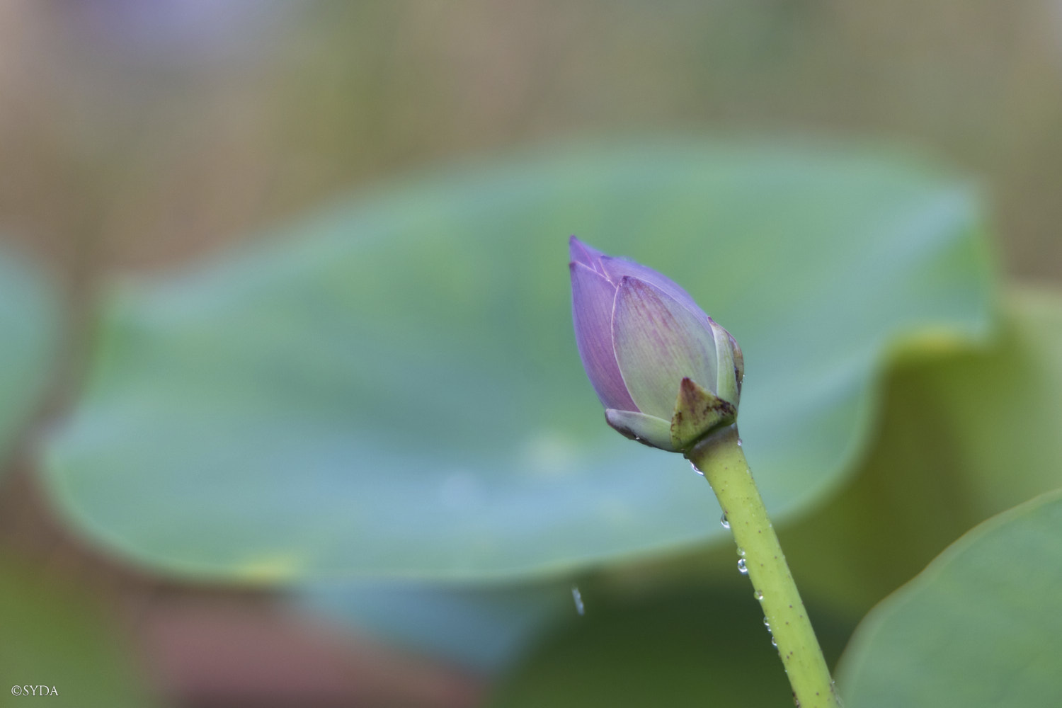 Nature Image