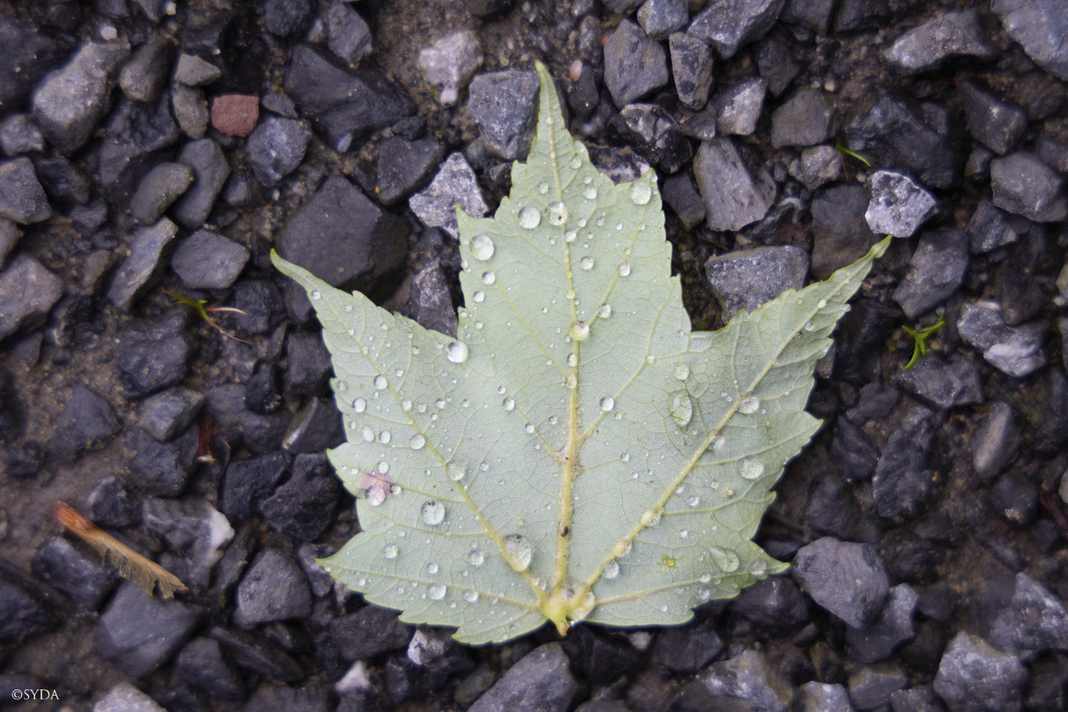 Nature Image