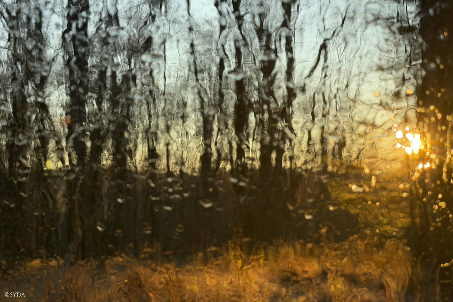 Nature Image