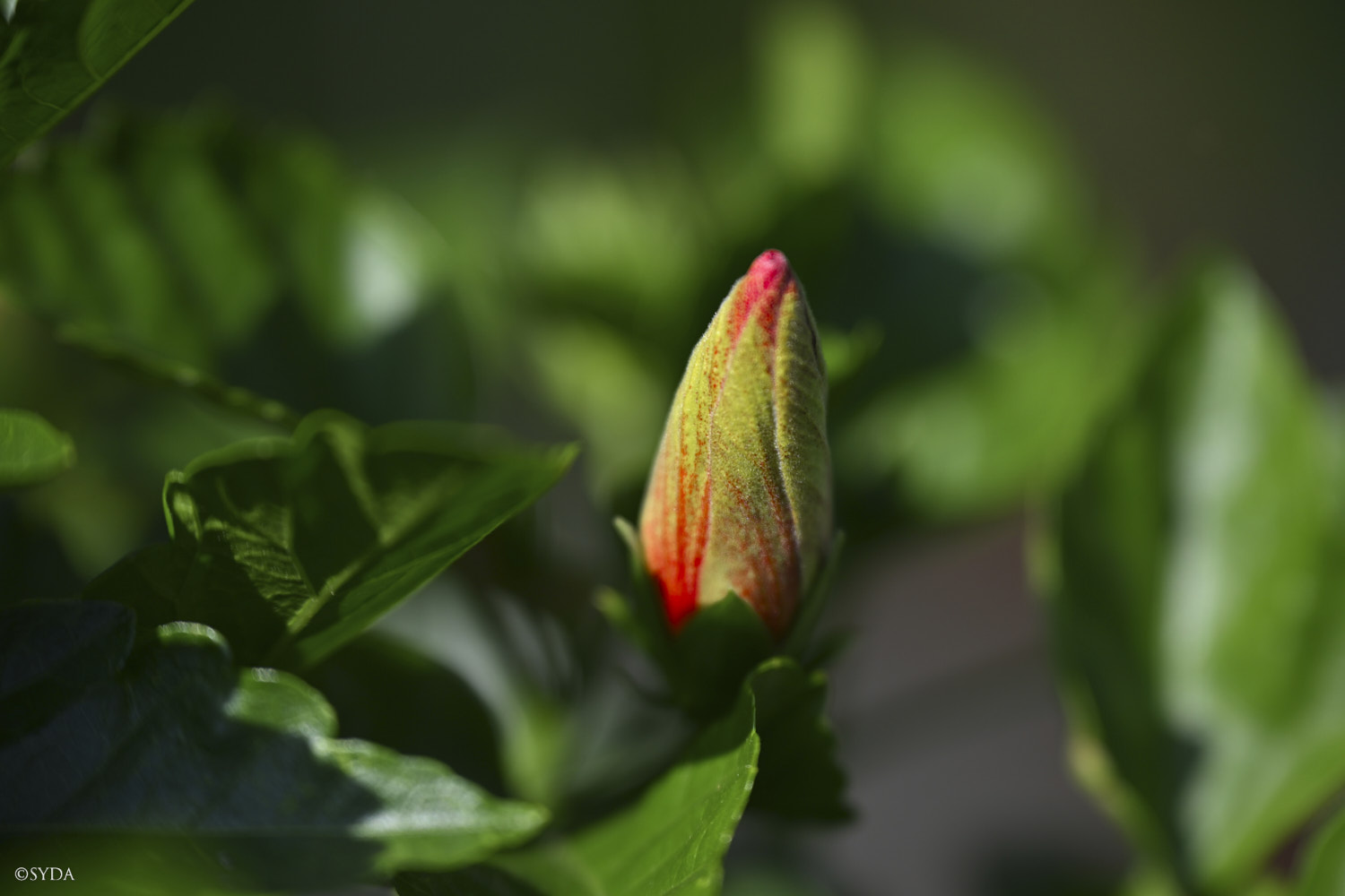 Nature Image