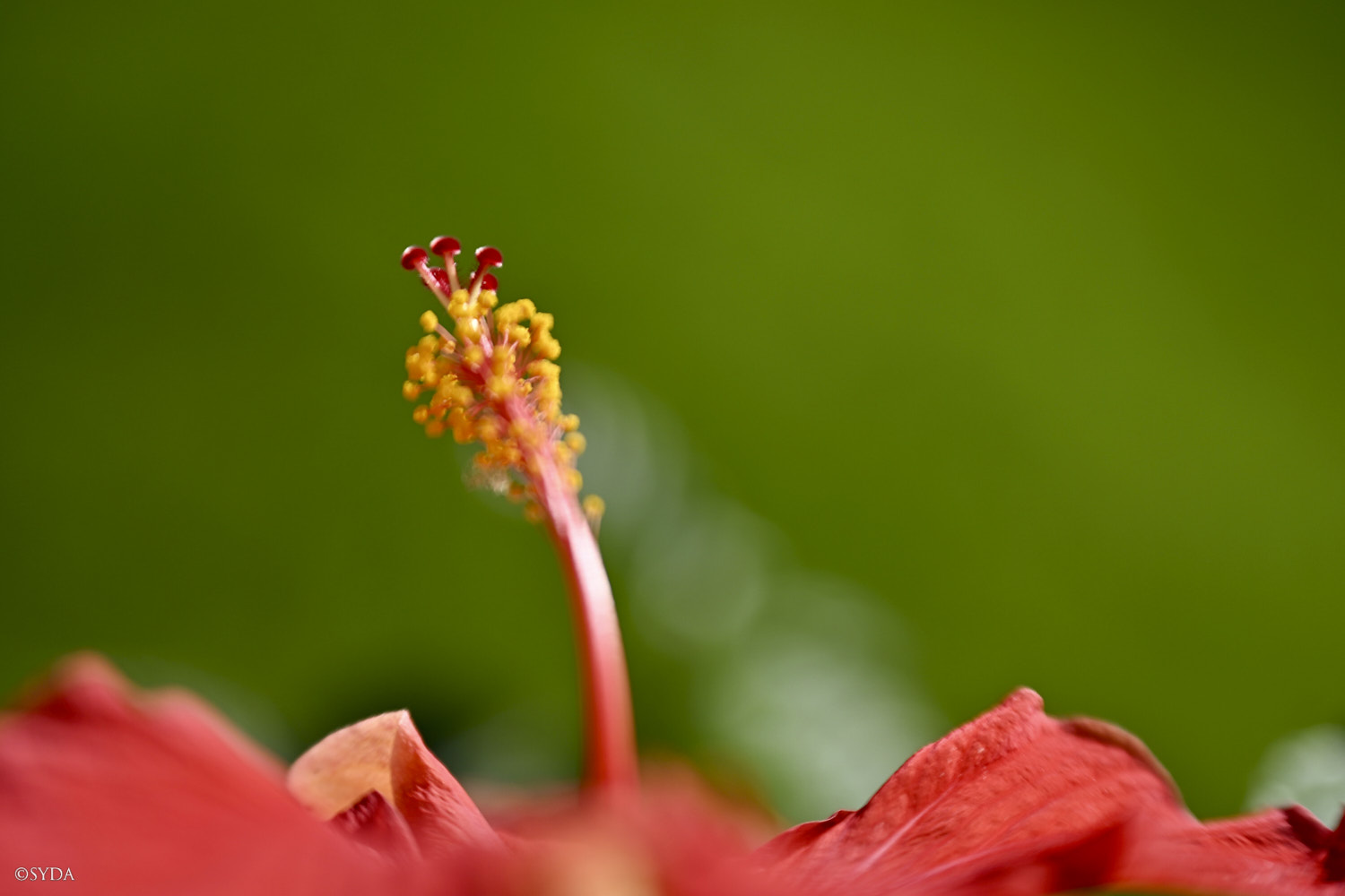 Nature Image