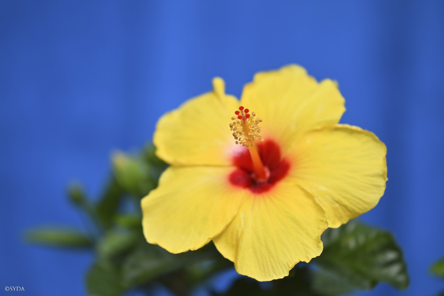 Nature Image