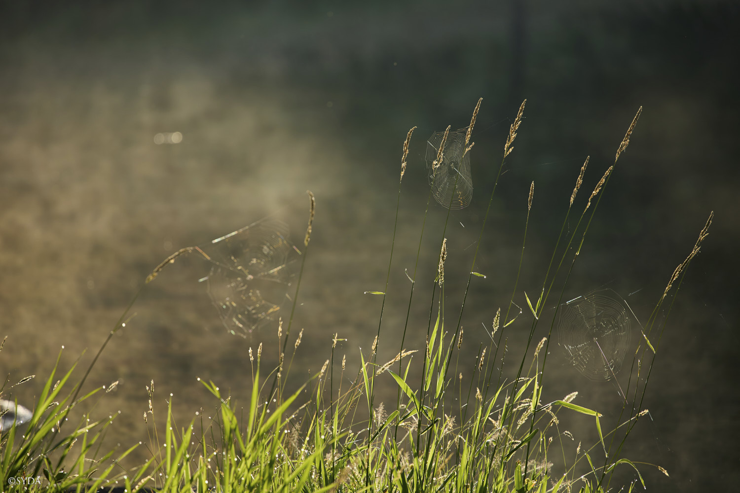 Nature Image