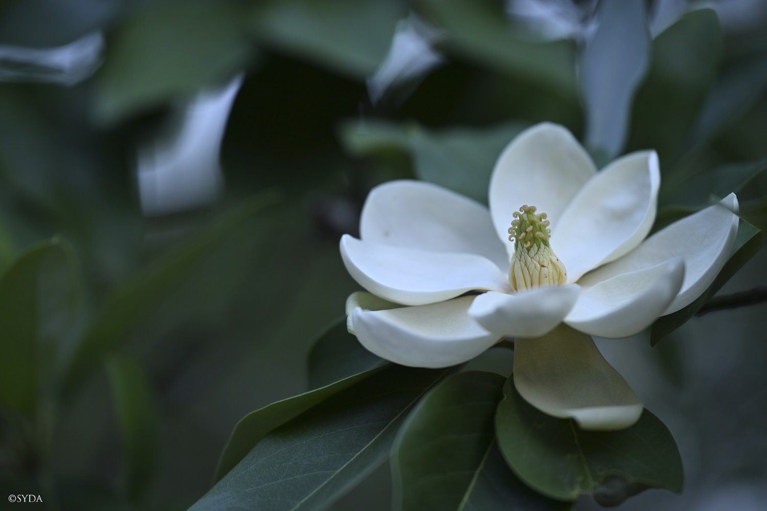 Nature Image