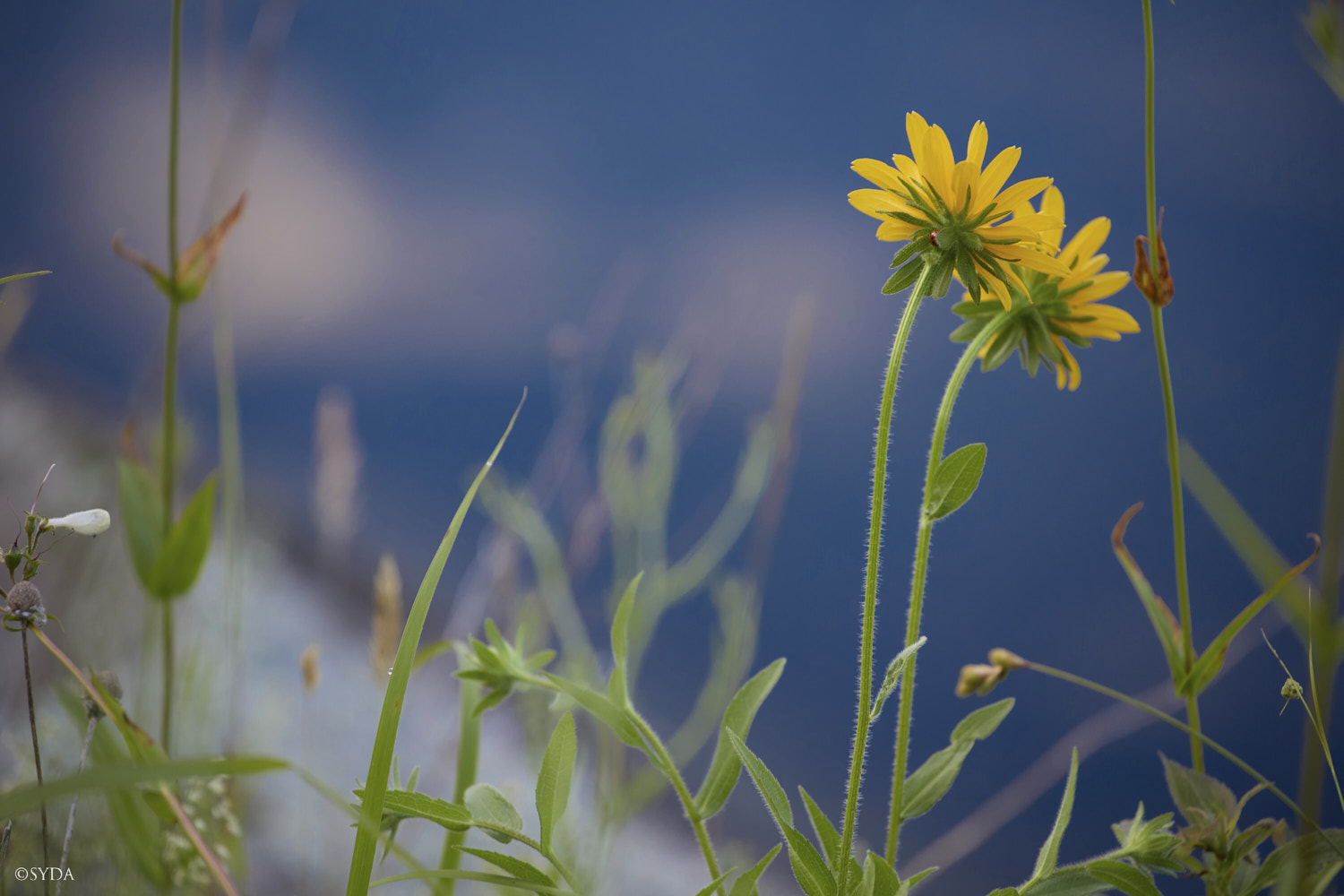 Nature Image