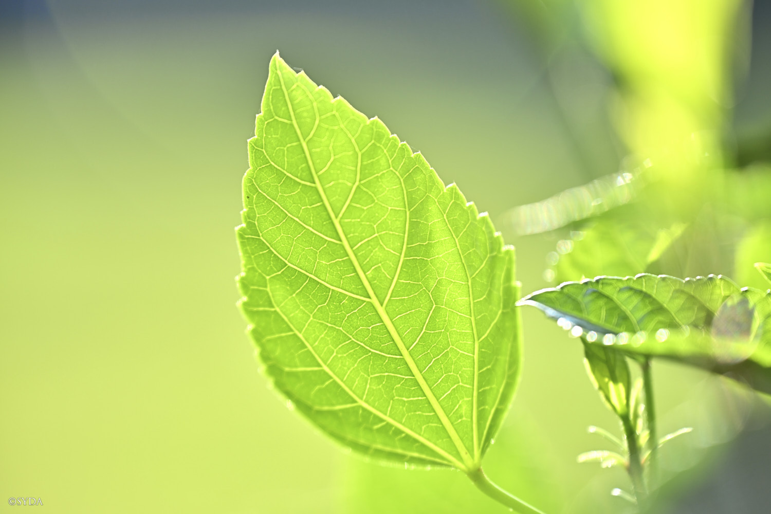 Nature Image