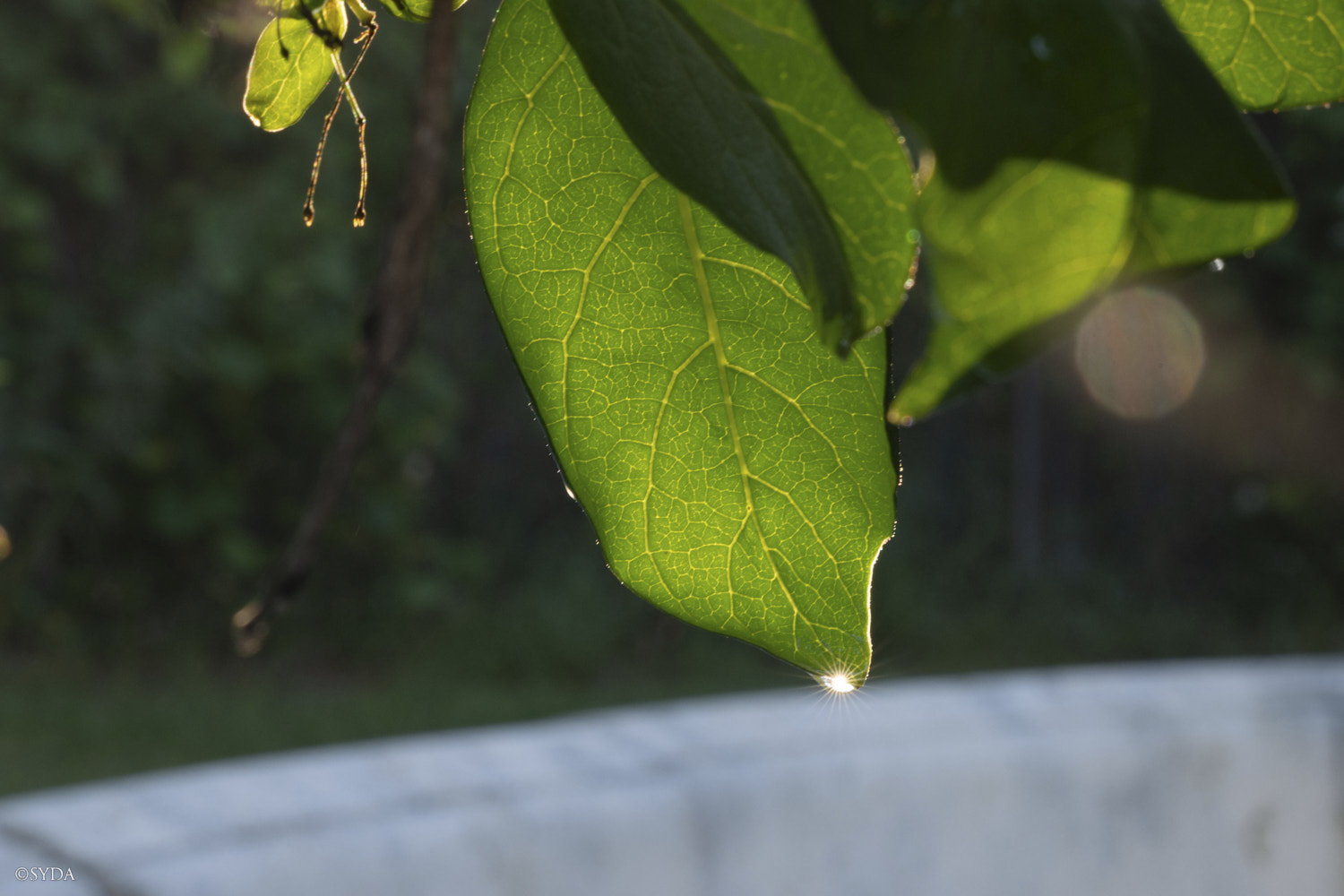 Nature Image