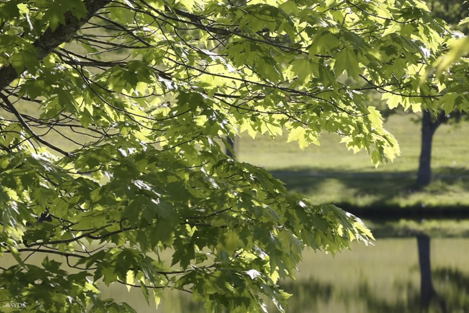 Nature Image