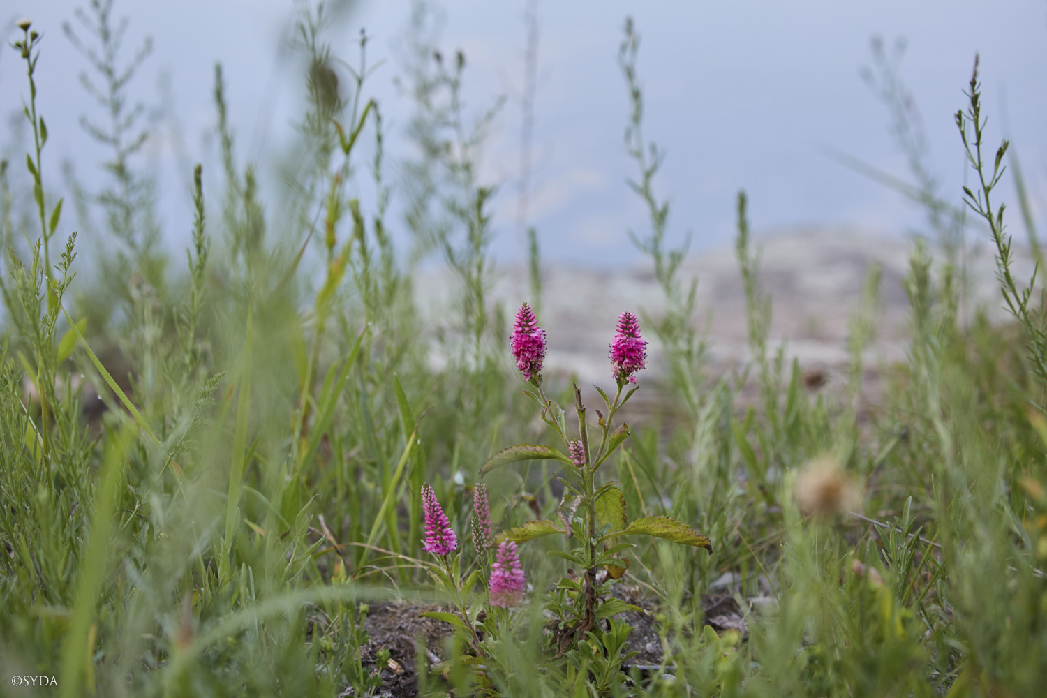Nature Image