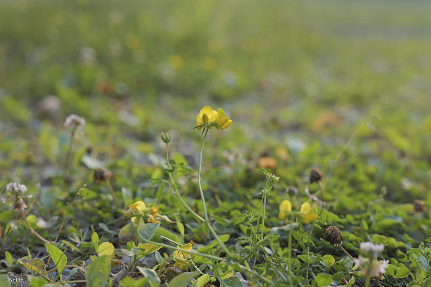 Nature Image