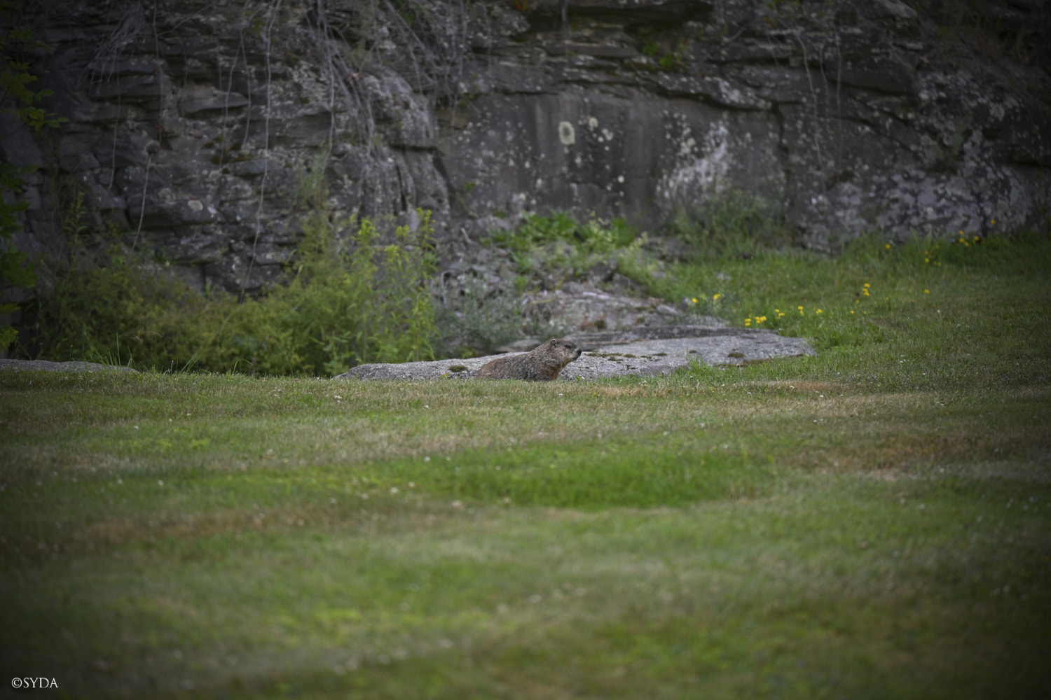 Nature Image