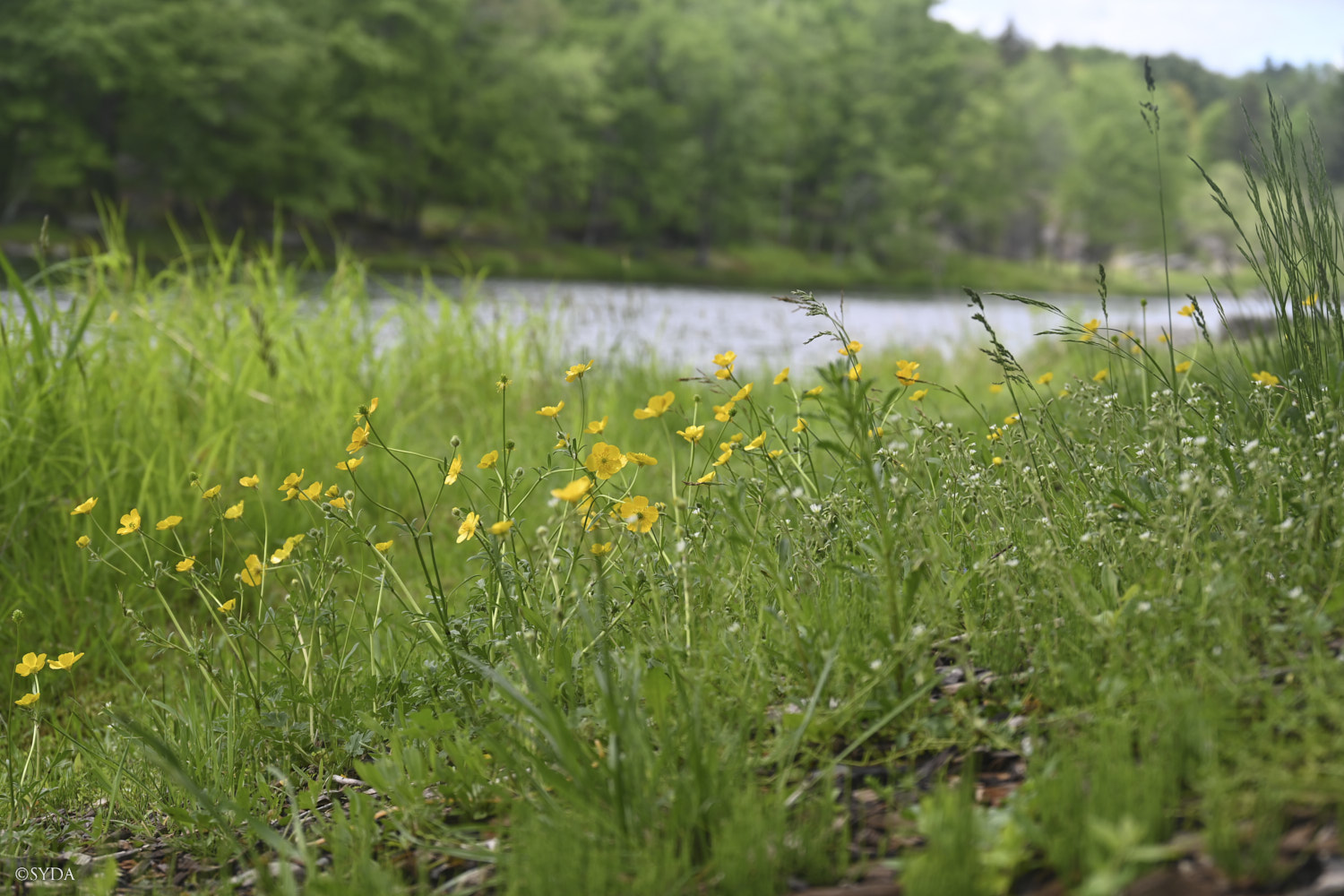 Nature Image
