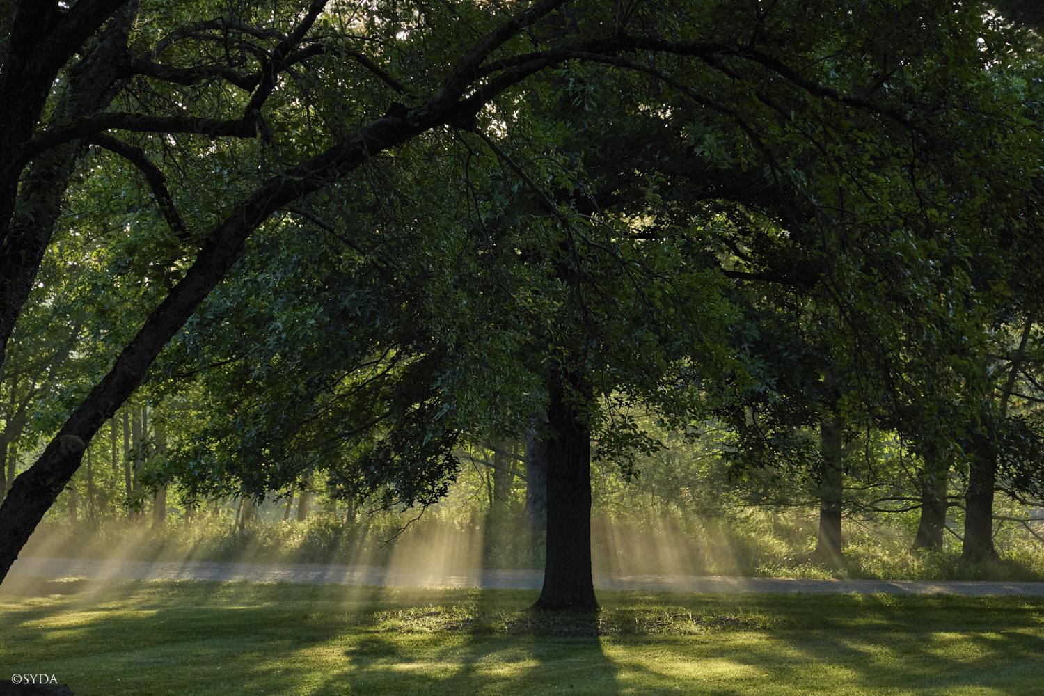 Nature Image