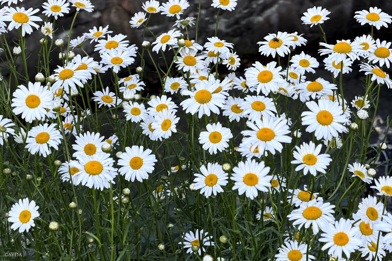 Nature Image