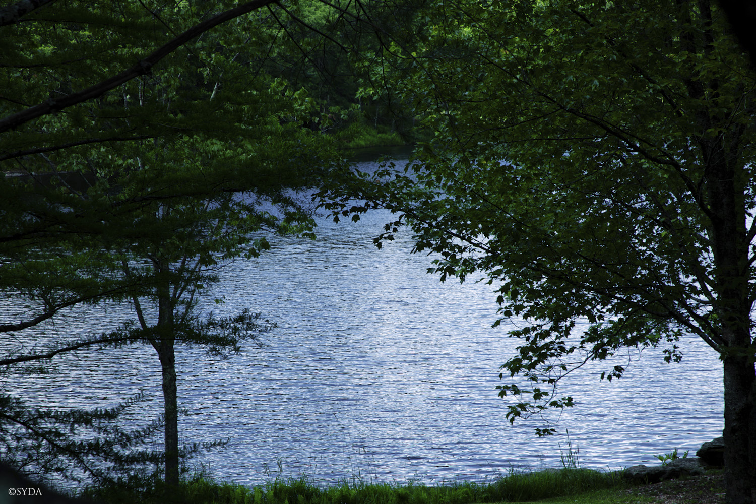 Nature Image