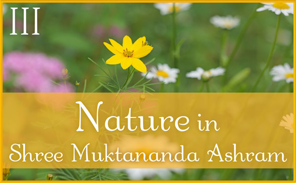 Nature Gallery III in July in Shree Muktananda Ashram