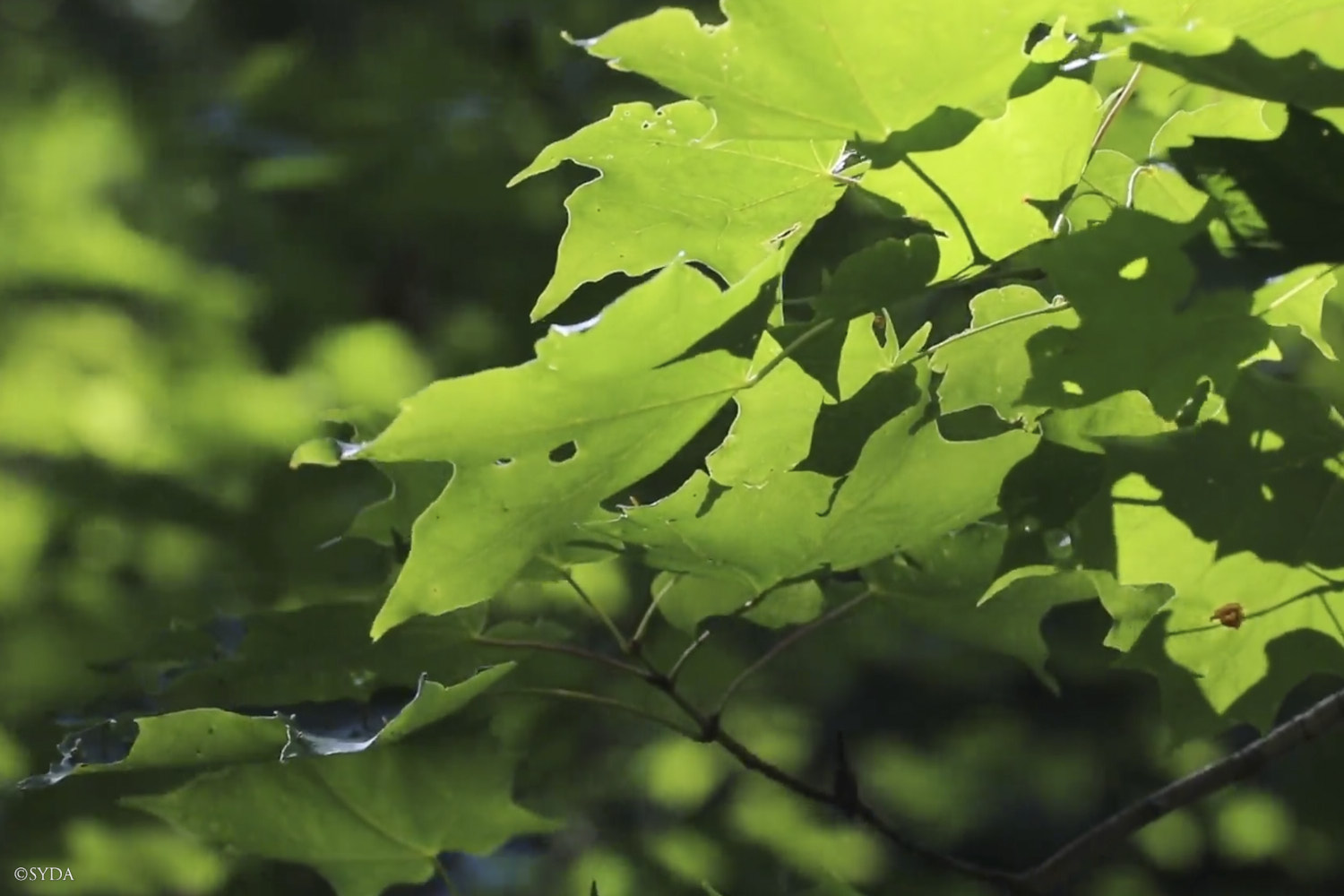 Nature Image