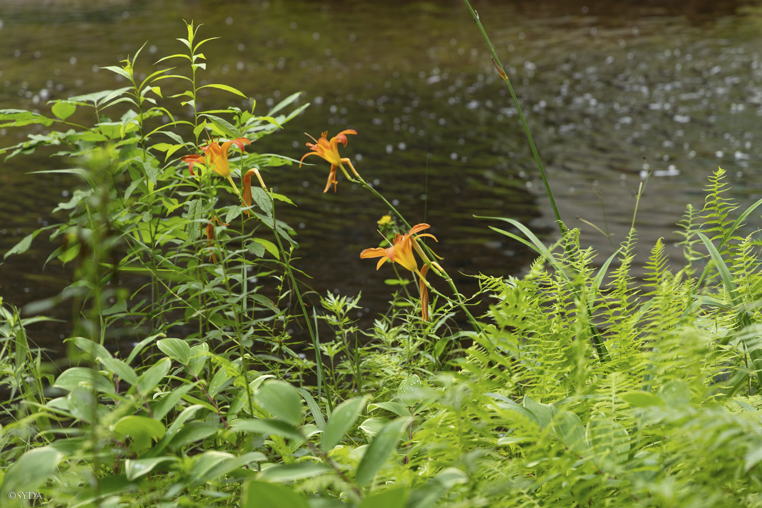 Nature Image