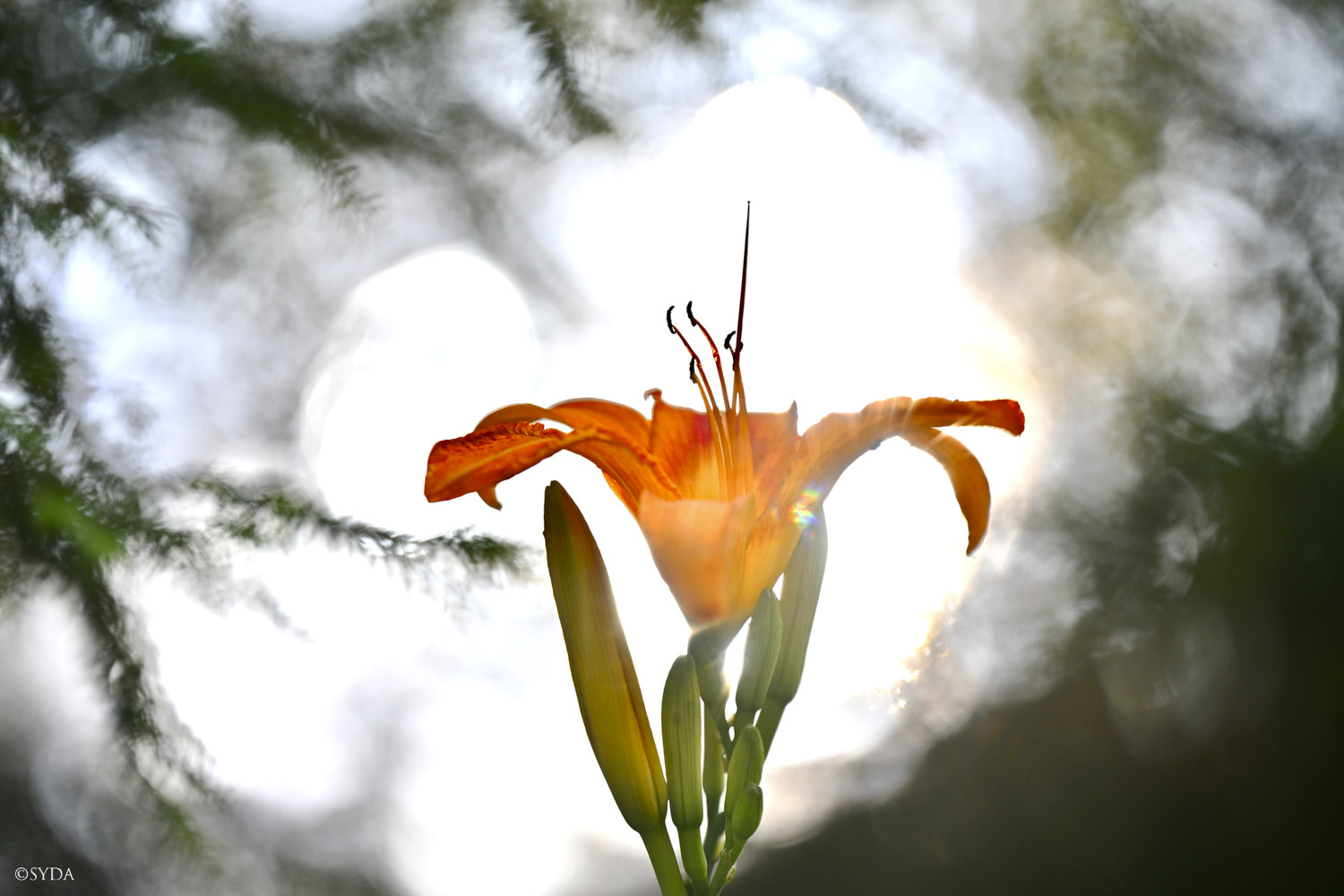 Nature Image