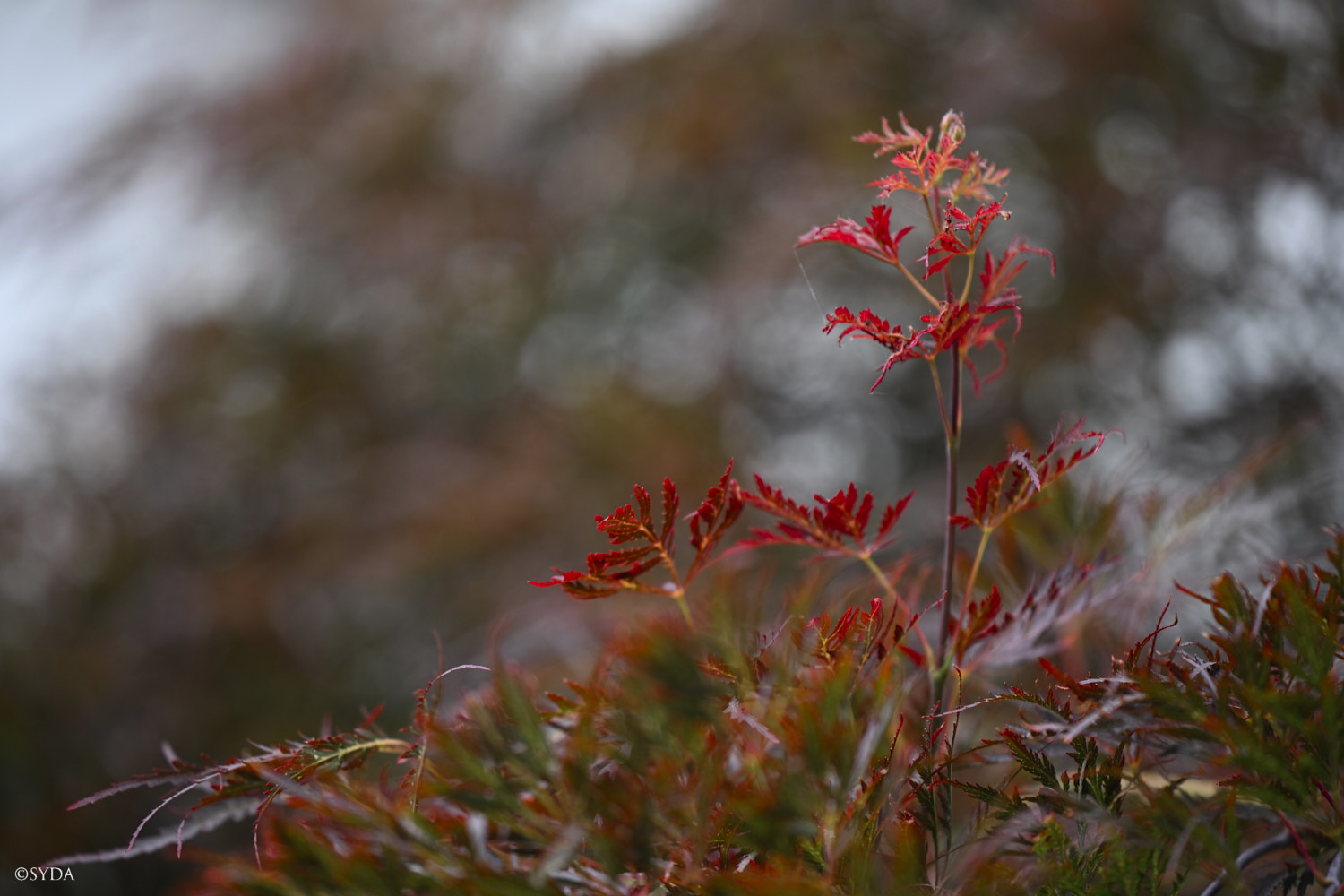 Nature Image