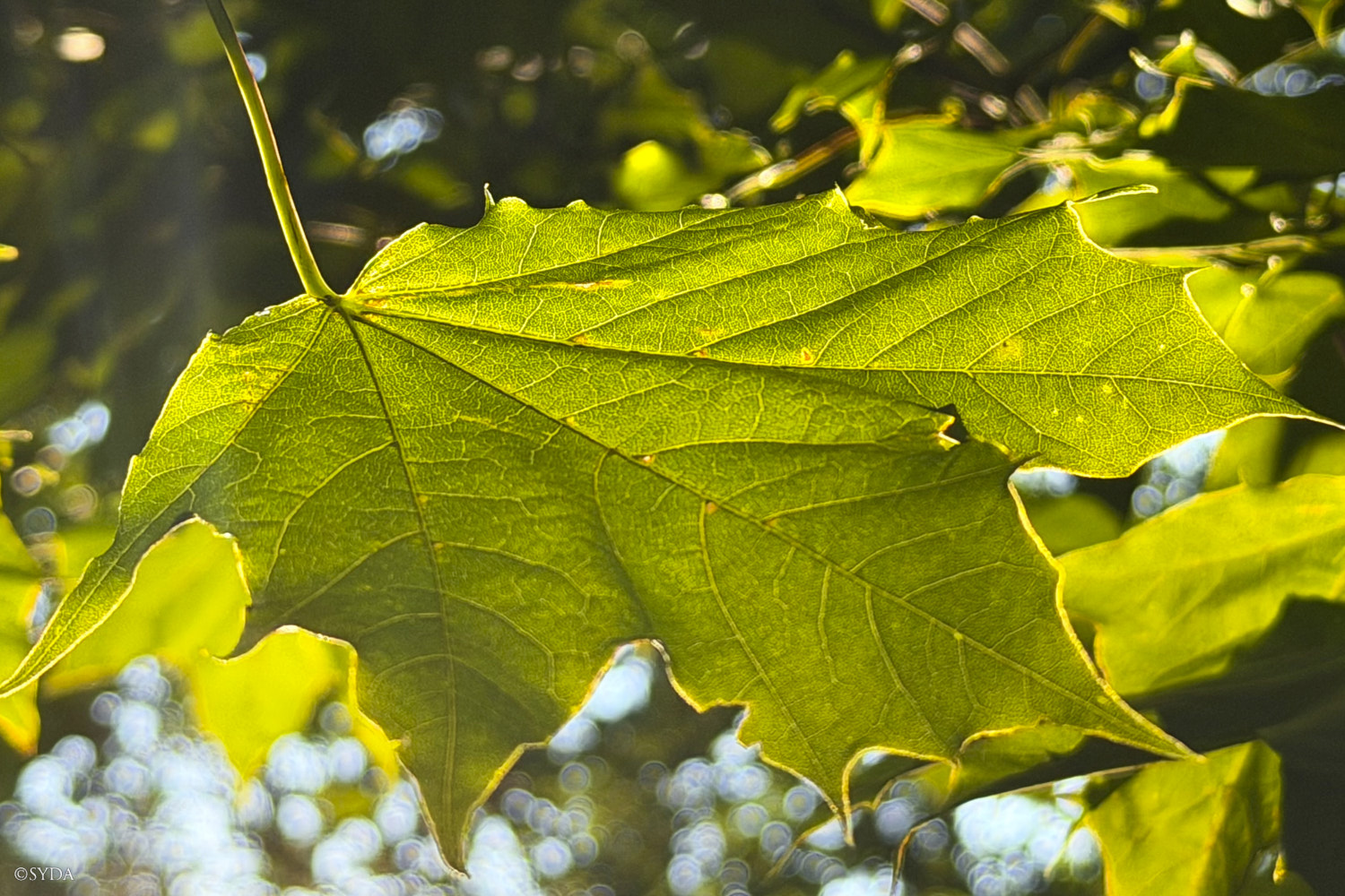 Nature Image