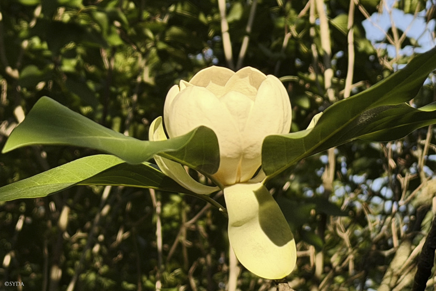 Nature Image