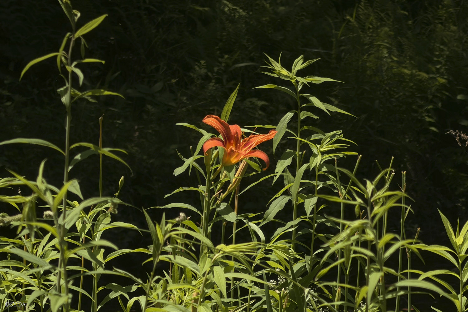 Nature Image