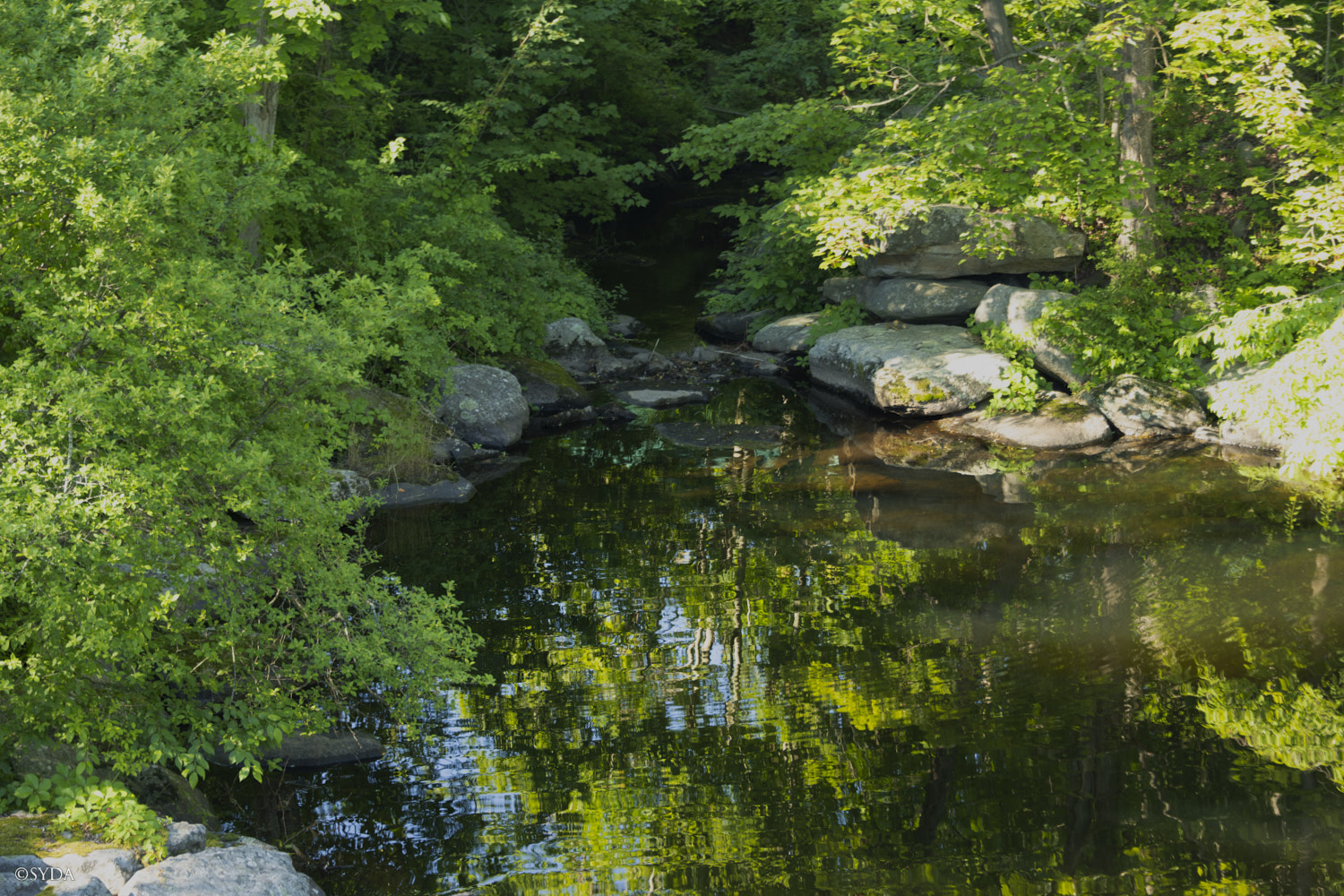Nature Image